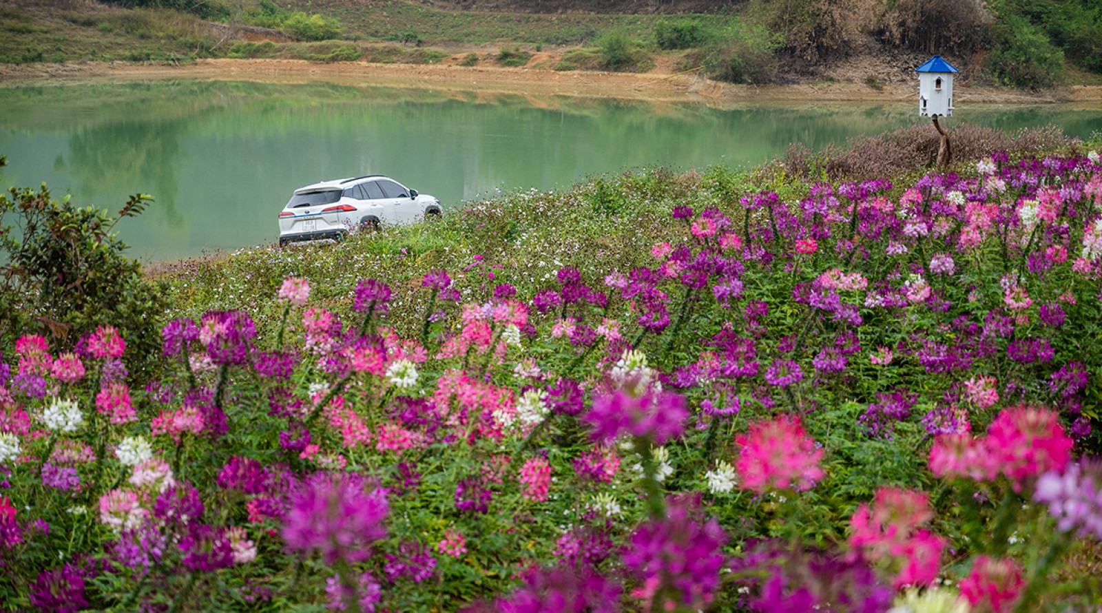 Cùng Toyota Corolla Cross hybrid khám phá thảo nguyên Đồng Lâm cách Hà Nội 130km