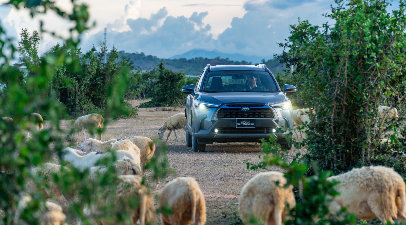 Corolla Cross: Tĩnh lặng, mạnh mẽ, linh hoạt như báo đốm